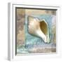 Serenity Shell-Todd Williams-Framed Art Print