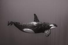 Blackfish-Serge Melesan-Photographic Print