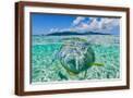 Brown Frame