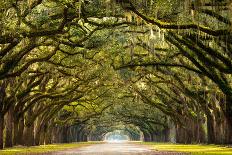 A Stunning, Long Path Lined with Ancient Live Oak Trees Draped in Spanish Moss in the Warm, Late Af-Serge Skiba-Mounted Photographic Print
