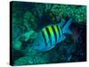 Sergeant Major Damselfish-Stocktrek Images-Stretched Canvas