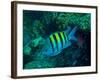 Sergeant Major Damselfish-Stocktrek Images-Framed Photographic Print