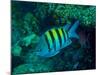 Sergeant Major Damselfish-Stocktrek Images-Mounted Photographic Print