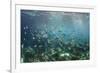 Sergeant Major Fish School Near Coral Reef with Sunrays in Background, Bahamas-James White-Framed Photographic Print