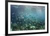 Sergeant Major Fish School Near Coral Reef with Sunrays in Background, Bahamas-James White-Framed Photographic Print