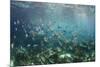 Sergeant Major Fish School Near Coral Reef with Sunrays in Background, Bahamas-James White-Mounted Photographic Print