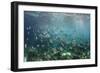 Sergeant Major Fish School Near Coral Reef with Sunrays in Background, Bahamas-James White-Framed Photographic Print