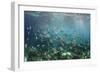 Sergeant Major Fish School Near Coral Reef with Sunrays in Background, Bahamas-James White-Framed Photographic Print