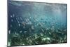 Sergeant Major Fish School Near Coral Reef with Sunrays in Background, Bahamas-James White-Mounted Photographic Print