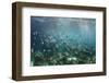 Sergeant Major Fish School Near Coral Reef with Sunrays in Background, Bahamas-James White-Framed Photographic Print