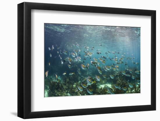 Sergeant Major Fish School Near Coral Reef with Sunrays in Background, Bahamas-James White-Framed Photographic Print