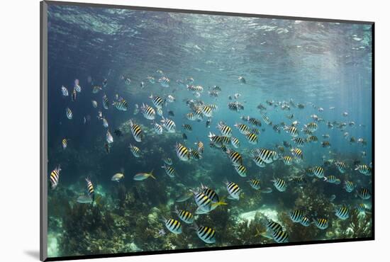 Sergeant Major Fish School Near Coral Reef with Sunrays in Background, Bahamas-James White-Mounted Photographic Print