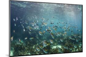 Sergeant Major Fish School Near Coral Reef with Sunrays in Background, Bahamas-James White-Mounted Photographic Print