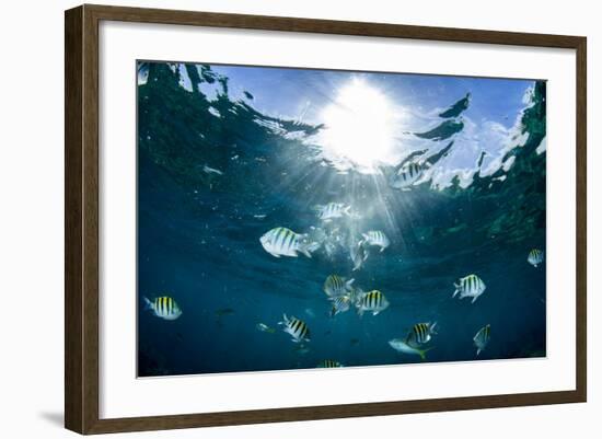 Sergeant Major Fish Swim Near Surface with Sunrays Shining Through, Looe Key Reef, Florida Keys-James White-Framed Photographic Print