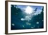 Sergeant Major Fish Swim Near Surface with Sunrays Shining Through, Looe Key Reef, Florida Keys-James White-Framed Photographic Print