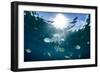 Sergeant Major Fish Swim Near Surface with Sunrays Shining Through, Looe Key Reef, Florida Keys-James White-Framed Photographic Print