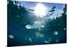 Sergeant Major Fish Swim Near Surface with Sunrays Shining Through, Looe Key Reef, Florida Keys-James White-Mounted Photographic Print