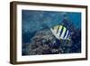 Sergeant Major Fish-Georgette Douwma-Framed Photographic Print