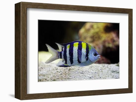 Sergeant Major Fish-manchu-Framed Photographic Print