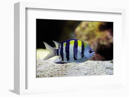 Sergeant Major Fish-manchu-Framed Photographic Print