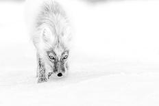 Arctic Fox (Vulpes Lagopus) Standing Next To Reindeer Skull-Sergey Gorshkov-Framed Photographic Print