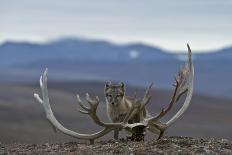 Arctic Fox (Vulpes Lagopus) Standing Next To Reindeer Skull-Sergey Gorshkov-Photographic Print