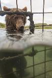Kamchatka Brown Bear (Ursus Arctos Beringianus) In River, Taken From Protective Cage, Kamchatka-Sergey Gorshkov-Photographic Print