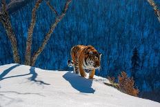 Siberian tiger standing on snowy slope, Russia-Sergey Gorshkov-Photographic Print