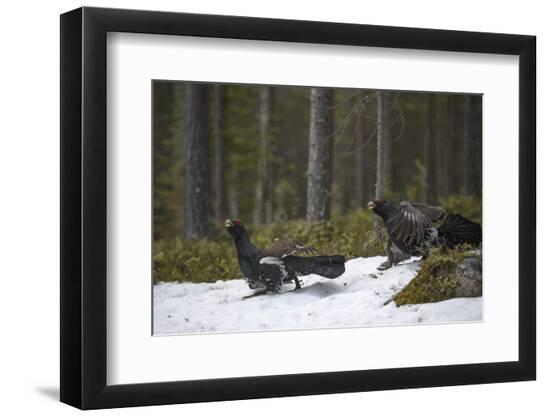 Premium Photographic Print, , large
