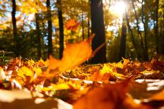 Fallen Leaves in Autumn Forest at Sunny Weather-Sergey Peterman-Laminated Photographic Print