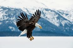 Flying Bald Eagle ( Haliaeetus Leucocephalus Washingtoniensis ) over Snow-Covered Mountains. Winter-Sergey Uryadnikov-Photographic Print
