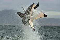 Great White Shark ( Carcharodon Carcharias ) Breaching in an Attack . South Africa-Sergey Uryadnikov-Photographic Print