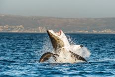 Great White Shark ( Carcharodon Carcharias ) Breaching in an Attack . South Africa-Sergey Uryadnikov-Stretched Canvas
