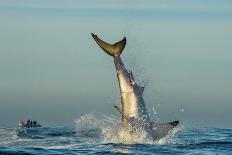 Great White Shark (Carcharodon Carcharias) Breaching in an Attack. Hunting of a Great White Shark (-Sergey Uryadnikov-Photographic Print