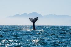 Seascape with Whale Tail. the Humpback Whale (Megaptera Novaeangliae) Tail Dripping with Water in-Sergey Uryadnikov-Photographic Print