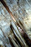 Stalactite Stalagmite Cavern-sergey02-Laminated Photographic Print