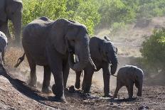 Baines Baobabs, Kudiakam Pan, Nxai Pan National Park, Botswana, Africa-Sergio-Photographic Print