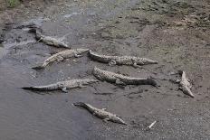 American Crocodiles (Crocodylus Acutus)-Sergio-Photographic Print