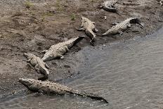 American Crocodiles (Crocodylus Acutus)-Sergio-Photographic Print