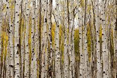 Aspen Trees and Scrub Oak Create Swaths of Color in the West Elk Mountains in Sw Colorado-Sergio Ballivian-Photographic Print