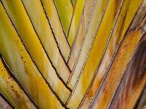 Details of a Palm Plant That Has Interlocking Colorful Elements in Miami Beach, Florida.-Sergio Ballivian-Photographic Print