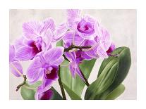 Orchidee selvagge-Sergio Jannace-Art Print