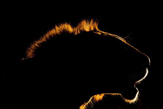 Photographic Print, , large