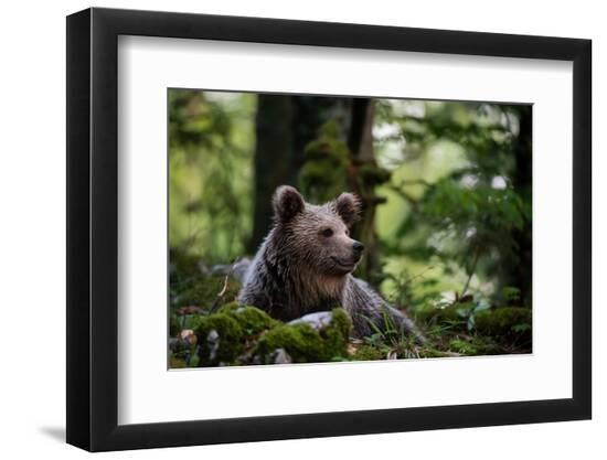 Premium Photographic Print, , large