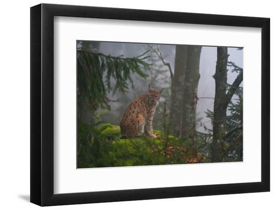 Premium Photographic Print, , large