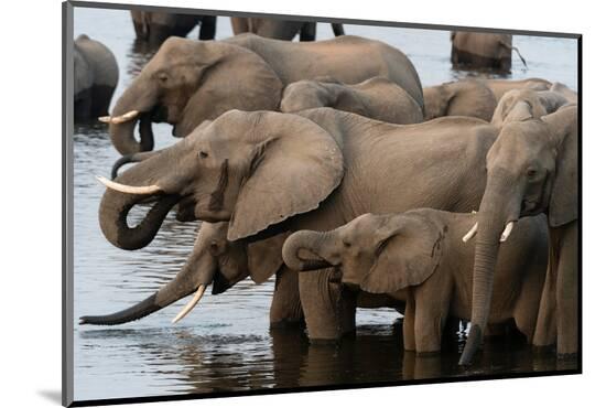 Photographic Print, , large