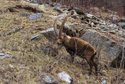 Alpine ibex (capra ibex), Valsavarenche, Gran Paradiso National Park, Aosta Valley, Italy.