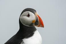 Atlantic puffin (Fratercula arctica), Mykines Island, Faroe Islands, Denmark-Sergio Pitamitz-Photographic Print