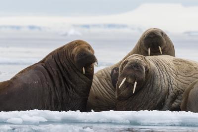 Atlantic walruses, Vibebukta, Austfonna, Nordaustlandet, Svalbard Islands, Norway.