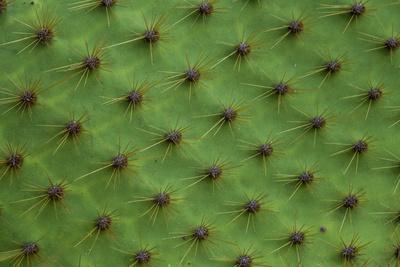 Close up of a cactus, South Plaza Island, Galapagos islands, Ecuador.